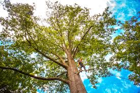 Best Tree Disease Treatment  in Dyer, TN