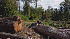Reliable Dyer, TN Tree Removal Solutions
