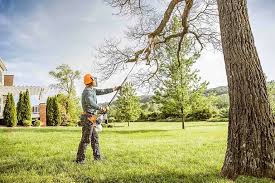 How Our Tree Care Process Works  in  Dyer, TN