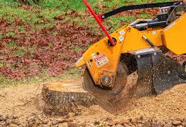Best Tree Preservation Services  in Dyer, TN