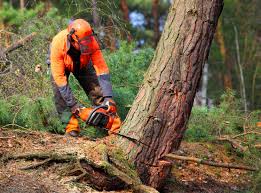 Best Lawn Pest Prevention  in Dyer, TN