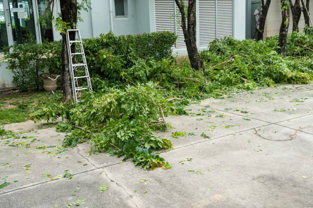 Best Seasonal Cleanup (Spring/Fall)  in Dyer, TN