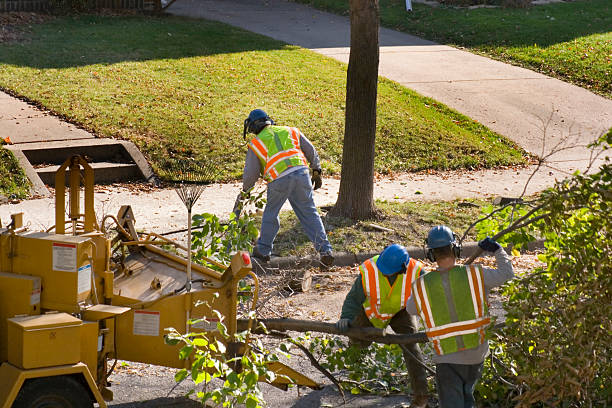 Best Tree Health Inspection  in Dyer, TN