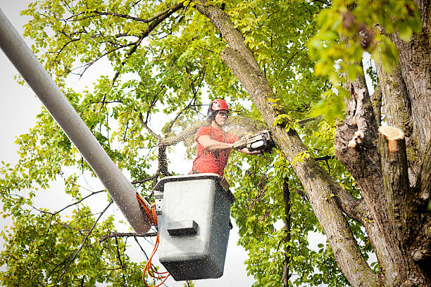  Dyer, TN Tree Removal Pros