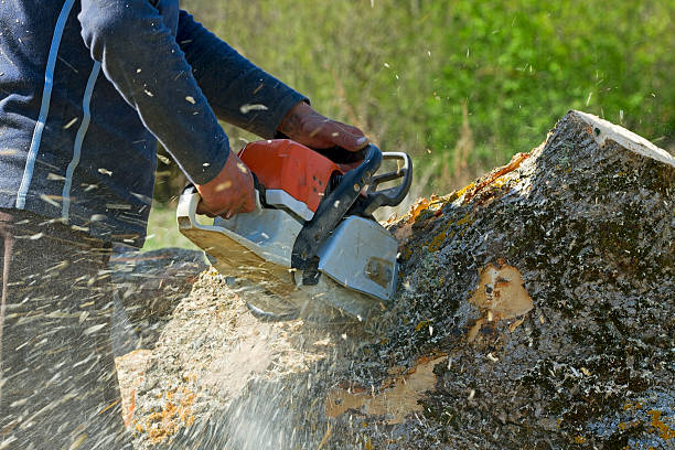 Best Commercial Tree Services  in Dyer, TN