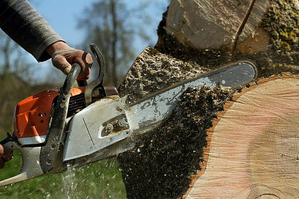 Best Emergency Tree Removal  in Dyer, TN